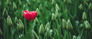 How to Identify Good Leads
